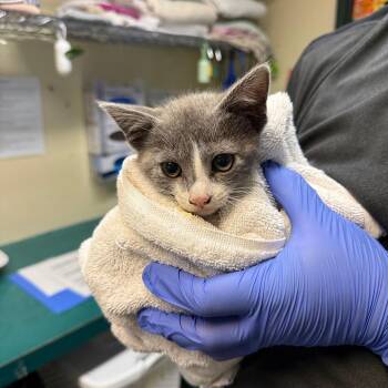 Tulip -  Domestic Short Hair Cat for Adoption in Pasadena, California - Tulip | PetCurious