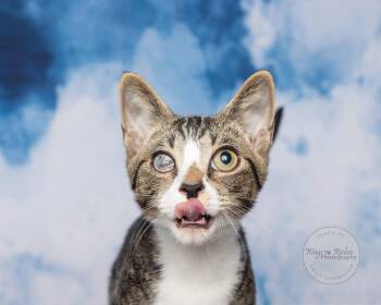 Rescue Domestic Short Hair and Tabby Cats for Adoption in Tuscaloosa, Alabama - Patrick | PetCurious
