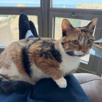 Pollen -  Domestic Short Hair Cat for Adoption in Evanston, Illinois - Pollen | PetCurious