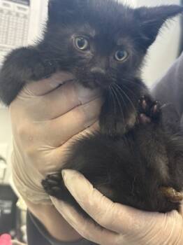 Rescue Domestic Short Hair Cats for Adoption in West Chester, Pennsylvania - Daphne | PetCurious