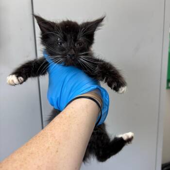 Domestic Long Hair Cats Available for Adoption in Columbiana, Alabama - Jalapeno | PetCurious