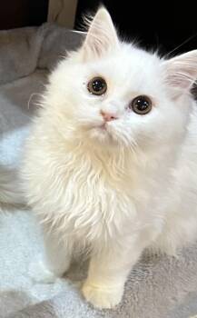 Persian Cats Available for Adoption in Allentown, New Jersey - Snow | PetCurious