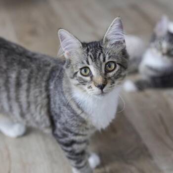 Rue -  Domestic Short Hair Cat for Adoption in Los Angeles, California - Rue | PetCurious