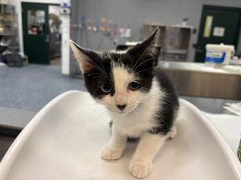 A1924843 -  Domestic Short Hair Cat for Adoption in Thousand Palms, California - A1924843 | PetCurious