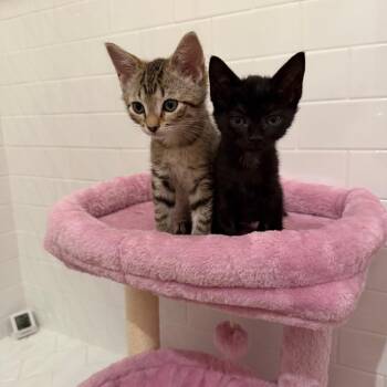 Domestic Short Hair Cats Available for Adoption - Allie | PetCurious