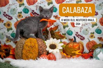 Calabaza -  Domestic Short Hair Cat for Adoption in Sevierville, Tennessee - Calabaza | PetCurious