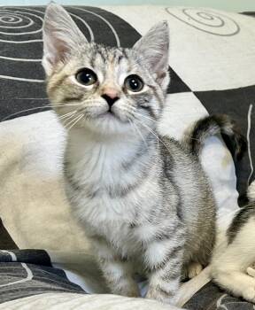 Lollipop -  Domestic Short Hair Cat for Adoption in Guelph, Ontario - Lollipop | PetCurious