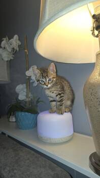 Fleece -  Domestic Short Hair Cat for Adoption - Fleece | PetCurious