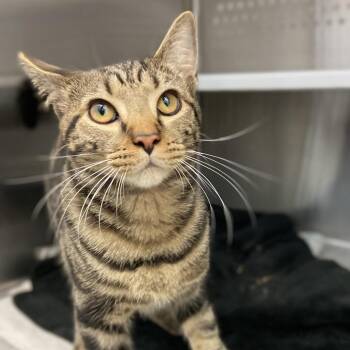 Pharoah -  Domestic Short Hair Cat for Adoption in Pittsburgh, Pennsylvania - Pharoah | PetCurious