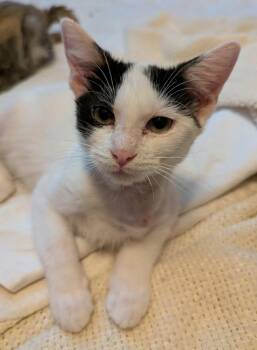 Victoria -  Domestic Short Hair and Abyssinian Cat for Adoption in Waterloo, Iowa - Victoria | PetCurious