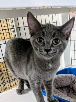 Domestic Short Hair Cats Available for Adoption in St. Augustine, Florida - Lorna | PetCurious