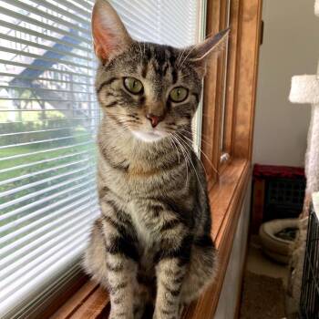 Astrid -  Domestic Short Hair Cat for Adoption in Green Bay, Wisconsin - Astrid | PetCurious