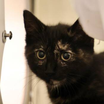 Cedar -  Domestic Short Hair Cat for Adoption in Briarcliff Manor, New York - Cedar | PetCurious