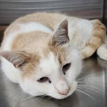 Domestic Short Hair Cats Available for Adoption - Roshi | PetCurious