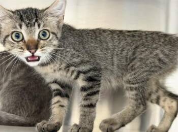MERYL -  Domestic Short Hair Cat for Adoption in Tustin, California - MERYL | PetCurious
