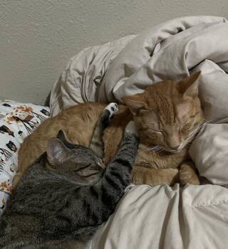 Domestic Short Hair Cats Available for Adoption in Vacaville, California - DALE | PetCurious