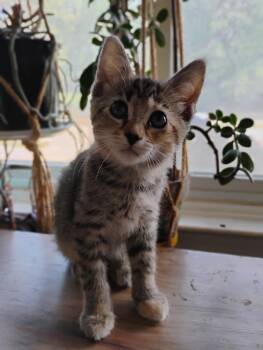 Apple -  Domestic Short Hair Cat for Adoption in Oak Park, Michigan - Apple | PetCurious