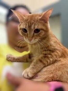 Jolene -  Domestic Short Hair Cat for Adoption in Mason City, Iowa - Jolene | PetCurious