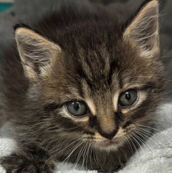 Rescue Domestic Short Hair Cats for Adoption in Elizabethton, Tennessee - NIXON | PetCurious