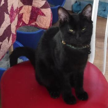 Rescue Bombay Cats for Adoption in Hoquiam, Washington - Sprite - Fun & Social | PetCurious