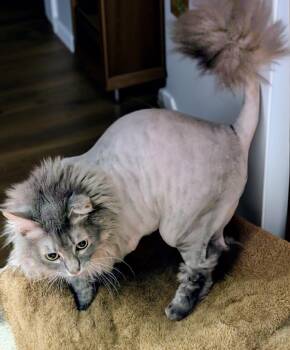 Turkish Angora Cats Available for Adoption in Fort Myers, Florida - Jaxx | PetCurious