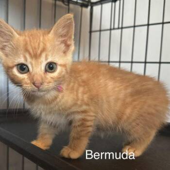 Bermuda -  Domestic Short Hair Cat for Adoption in Tipp City, Ohio - Bermuda | PetCurious