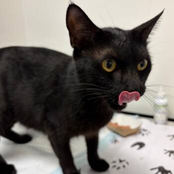 Eclipse -  Domestic Short Hair Cat for Adoption in Nashville, Tennessee - Eclipse | PetCurious