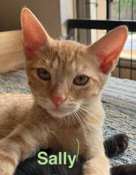 Sally -  Domestic Short Hair Cat for Adoption in Zimmerman, Minnesota - Sally | PetCurious