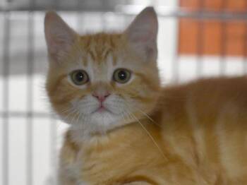 Pappy -  Domestic Short Hair and British Shorthair Cat for Adoption in Portland, Oregon - Pappy | PetCurious