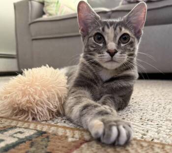Rumours: Dreams -  Tabby and Calico Cat for Adoption - Rumours: Dreams | PetCurious