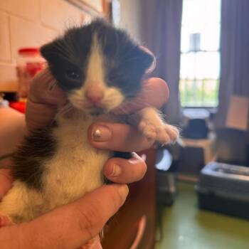Margo -  Domestic Short Hair Cat for Adoption in South Haven, Michigan - Margo | PetCurious