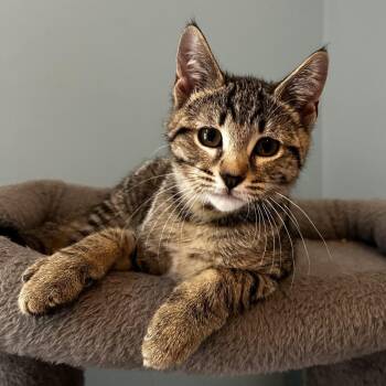 Keto -  Domestic Short Hair Cat for Adoption in Cumming, Georgia - Keto | PetCurious
