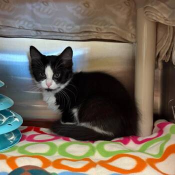 Heidi -  Domestic Medium Hair Cat for Adoption in Keizer, Oregon - Heidi | PetCurious