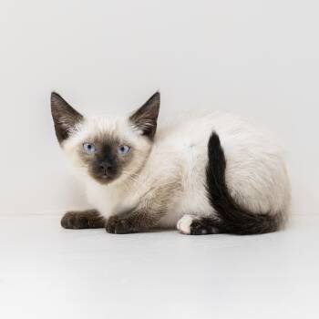 Pearl -  Siamese Cat for Adoption in Trophy Club, Texas - Pearl | PetCurious