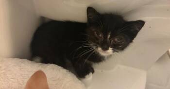Newt 26’ -  Domestic Short Hair Cat Available for Adoption in Virginia Beach, Virginia - Newt 26’ | PetCurious