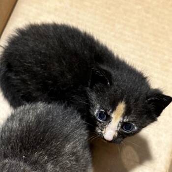 Ari -  Domestic Short Hair Cat for Adoption in Tampa, Florida - Ari | PetCurious
