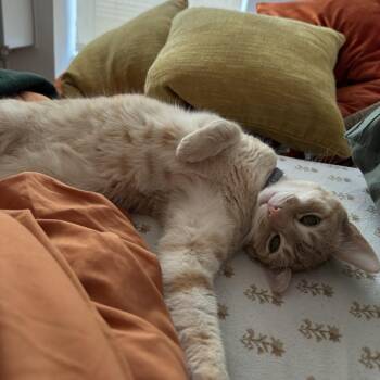 Domestic Short Hair Cats Available for Adoption in Harrisonburg, Virginia - Finn | PetCurious