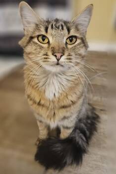 Twilight -  Turkish Angora and Norwegian Forest Cat Cat for Adoption - Twilight | PetCurious