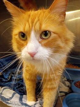 JIMMY JOHN SAMMY -  Domestic Long Hair Cat for Adoption in West Valley City, Utah - JIMMY JOHN SAMMY | PetCurious