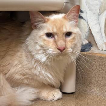 Wasabi -  Domestic Long Hair Cat for Adoption - Wasabi | PetCurious