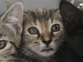 Domestic Short Hair Cats Available for Adoption in Fort Lauderdale, Florida - A2475925 | PetCurious