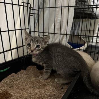 Jaconde -  Domestic Short Hair Cat for Adoption in Los Angeles, California - Jaconde | PetCurious