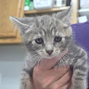 Pusheen -  Domestic Short Hair Cat for Adoption in Buellton, California - Pusheen | PetCurious
