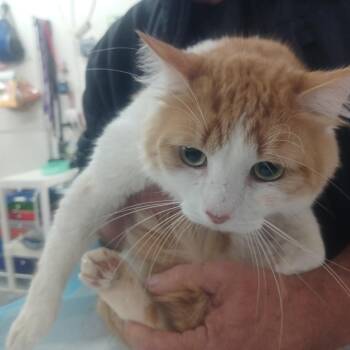 Domestic Medium Hair Cats Available for Adoption - Phoenix | PetCurious