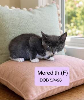 Meredith -  Domestic Short Hair and Snowshoe Cat for Adoption in Vacaville, California - Meredith | PetCurious