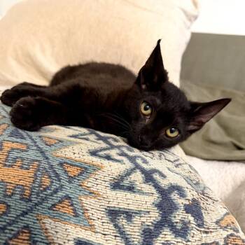 Benny -  Domestic Short Hair Cat for Adoption in Los Angeles, California - Benny | PetCurious
