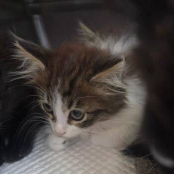 Ciabatta Limon 56496 -  Domestic Long Hair Cat for Adoption in Eaton Rapids, Michigan - Ciabatta Limon 56496 | PetCurious