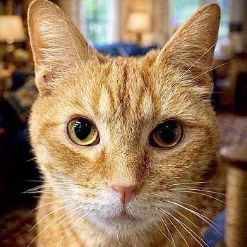 Domestic Short Hair Cats Available for Adoption - Cheeto | PetCurious