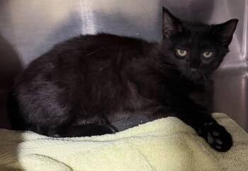 Kumba -  Domestic Short Hair Cat for Adoption in Elkins, West Virginia - Kumba | PetCurious