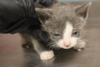 RALPH -  Domestic Short Hair Cat for Adoption in Columbia, South Carolina - RALPH | PetCurious
